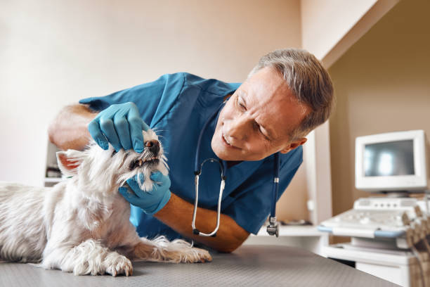 Best After-Hours Dental Care in Washburn, ND